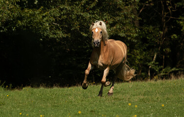 Haflinger Galopp
