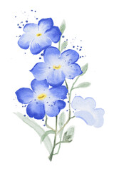 watercolor Forget Me Not Isolate on transparent background PNG file