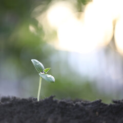 Green Growing cantaloupe plant with dark brown solid