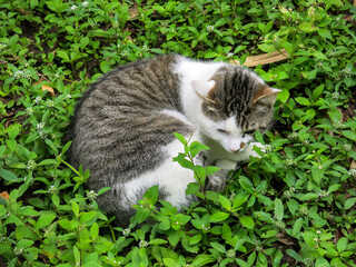 Gato IMG_8924