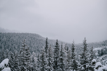 The High Tatras are transformed into a winter wonderland, with a tree resembling a festive Christmas tree in the center of the picture.