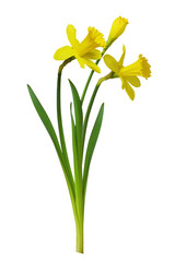 Bouquet of yellow narcissus flowers isolated on white or transparent background - obrazy, fototapety, plakaty