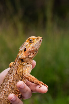 Bearded dragon lizard resting on persons hand with copy space