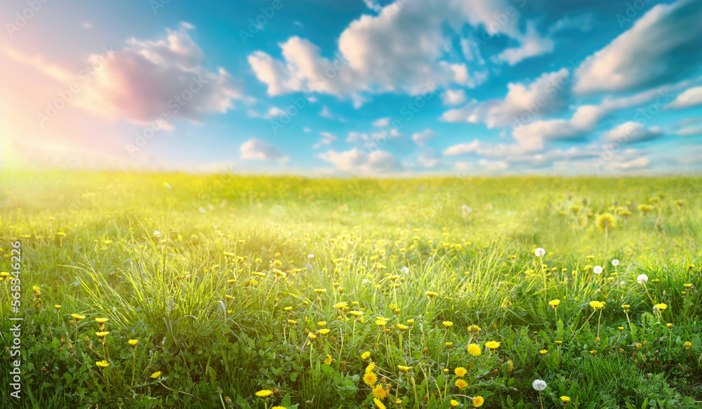 Aufkleber Beautiful bright natural image of fresh grass spring meadow with dandelions with blurred background and blue sky with clouds on bright sunny day.