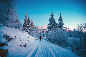 Fototapeta premium A lone figure traversing a majestic winter wonderland of towering conifers