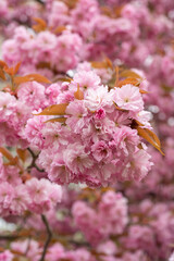 Cherry Blossoms with pink Petals on Spring on a sunny day. Sakura. Spring, floral background. A lot of flowers.