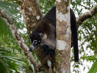Ein Weißrüssel - Nasenbär klettert im Dschungel von Costa Rica in einem Baum