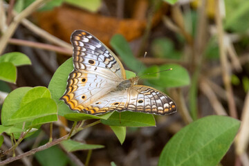Ein schön gefärbter Edelfalter im Dschungel von Costa Rica mit geöffneten Flügeln