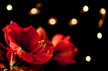 red amaryllis  Barbados lilly  St. Joseph's lilly on a black background with yellow stars  dots in the background