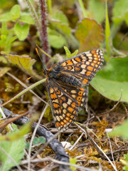 Obraz premium Marsh Fritillary Butterfly Resting in a Meadow