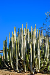 Euphorbia canariensis cactus growing wild on Canary Islands. Green bush of succulents against blue sky. Hot weather on volcanic island