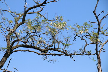Tree in the sky