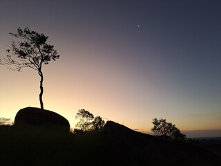 Arvores em um fim de tarde