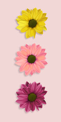 Realistic flowers, hello spring, colored flower set, isolated decoration spring plant, vector illustration