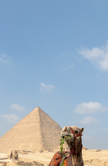 Vertical front cropped view of camel with colorful apparel sitting in front of the great pyramid of Giza in Cairo, Egypt. Animal mistreatment and abuse concept