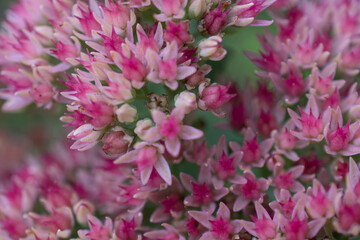 photo, flowers close-up, beautiful flora background