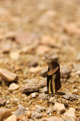Butterfly Eresia Iansdorfi in black, yellow and red colors perched on stones