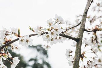 Cherry tree in white flowers. Blooming cherry tree flowers. Spring background