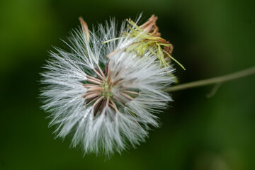 Dandelion seed head on soft background