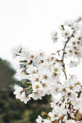 Cherry tree in white flowers. Blooming cherry tree flowers. Spring background