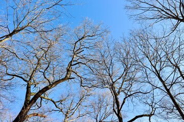 The bare tree branches with the bright blue sky.