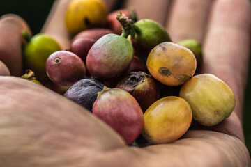 coffee beans in the palm of the hand in close-up
