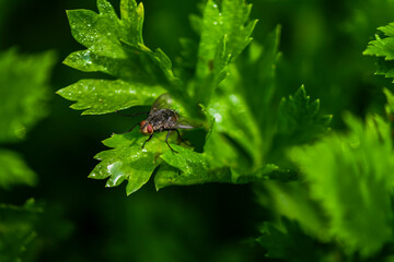fly on leaf