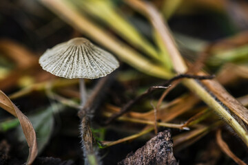 mushroom in the forest