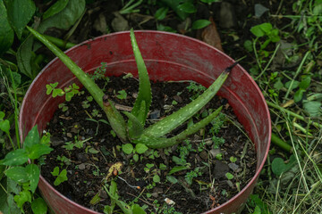 Aloe vera plant in the garden