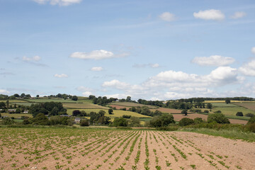Fototapeta na wymiar Summertime landscape in the UK.