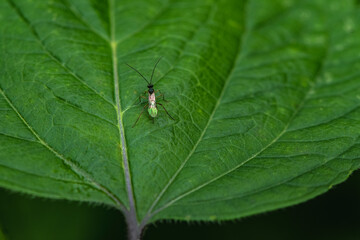 bug on leaf