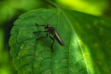 bug on a leaf