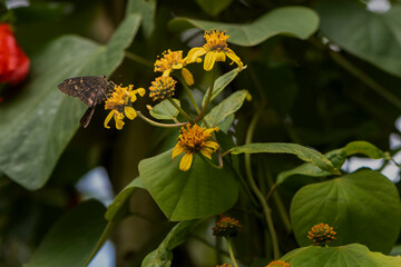 butterfly on flower