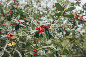 Red fruits on a tree in autumn. Spring background.