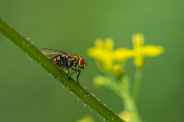 bug on a flower