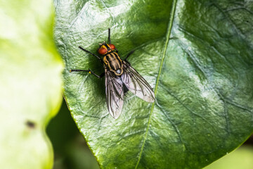 macro of a fly