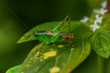 grasshopper on a leaf