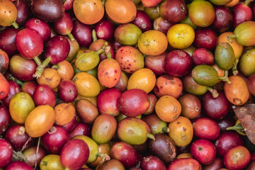 harvested coffee cherry
