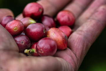 fresh coffee bean in human hand - Powered by Adobe