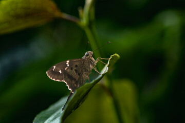 butterfly on leaf