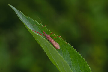grasshopper on leaf