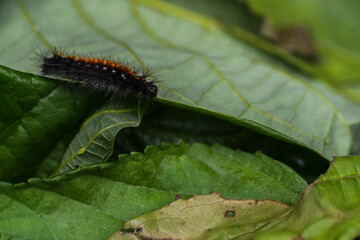 caterpillar on leaf