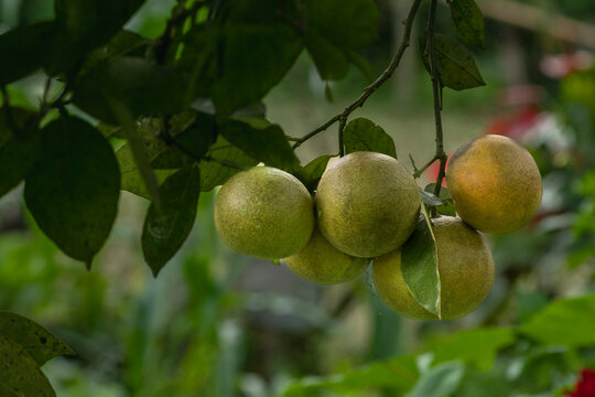 Citrus fruit on the tree in the garden, stock photo