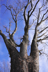Fototapeta na wymiar 冬空に枝を伸ばす落葉樹