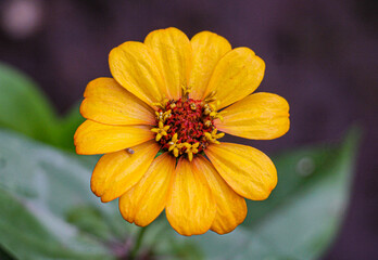 flower in the garden