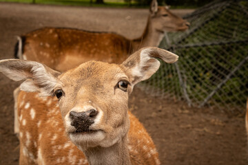 Deer in a Pen in a Zoo