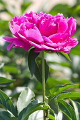 Pink peony flower is in bloom in the peony garden.
The name of this peony is Sarah Bernhardt.