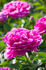 Pink peony flower is in bloom in the peony garden.
The name of this peony is Sarah Bernhardt.