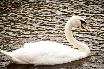Swan Swimming in the Water