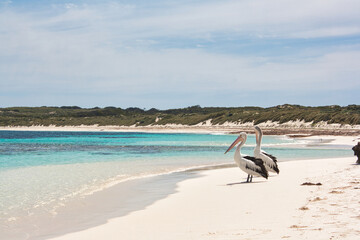Fototapeta na wymiar Pelicans at the beach Rottnest Island, Australia